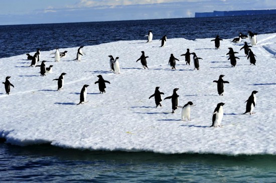 在罗斯海海冰上栖息的阿德利企鹅。新华社记者 张建松 摄