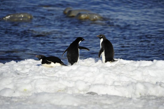 在罗斯海恩克斯堡岛生活的阿德利企鹅。新华社记者 张建松 摄
